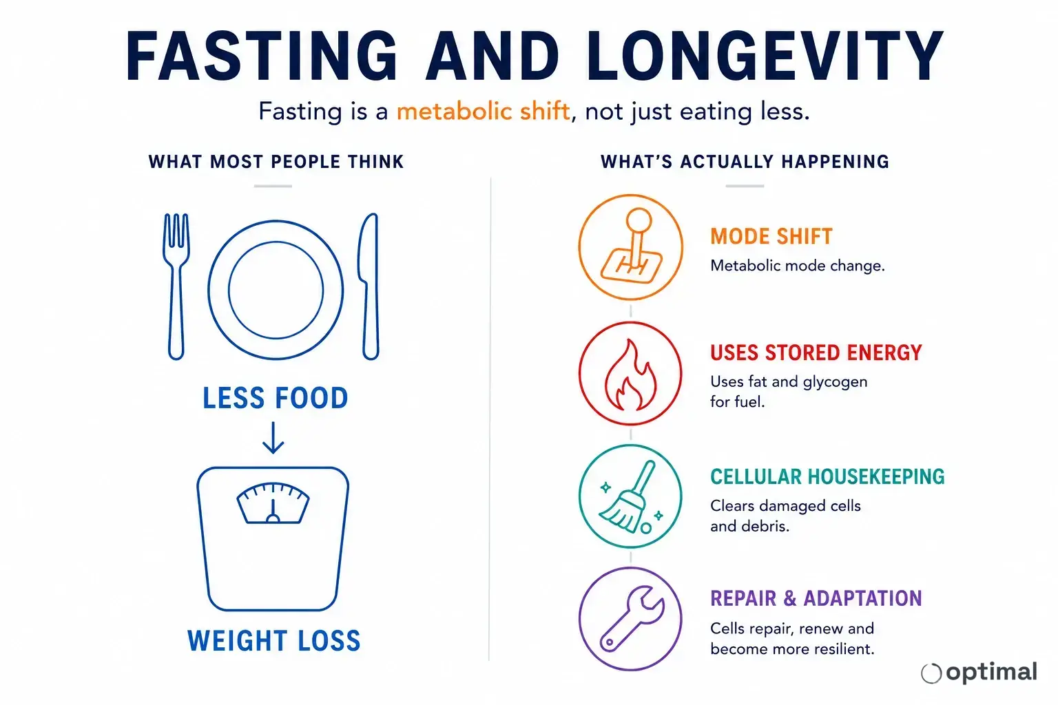 Fasting and longevity infographic showing fasting as a metabolic shift rather than simply eating less